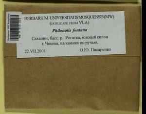 Philonotis fontana (Hedw.) Brid., Bryophytes, Bryophytes - Russian Far East (excl. Chukotka & Kamchatka) (B20) (Russia)