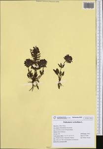 Pedicularis verticillata, Western Europe (EUR) (Italy)