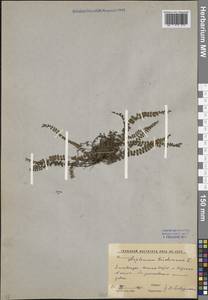 Asplenium trichomanes L., Caucasus, South Ossetia (K4b) (South Ossetia)