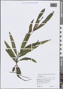 Potamogeton alpinus Balb., Siberia, Baikal & Transbaikal region (S4) (Russia)