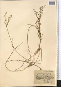 Juncus articulatus L., Middle Asia, Northern & Central Tian Shan (M4) (Kyrgyzstan)