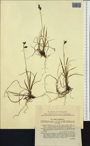 Carex atrofusca Schkuhr, Western Europe (EUR) (Slovakia)