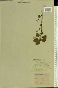 Ribes rubrum L., Eastern Europe, North Ukrainian region (E11) (Ukraine)