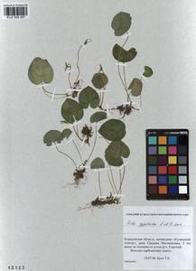 Viola epipsila subsp. repens (Turcz.) W. Becker, Siberia, Altai & Sayany Mountains (S2) (Russia)