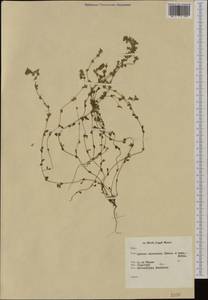 Aphanes microcarpa (Boiss. & Reut.) Rothm., Western Europe (EUR) (Netherlands)