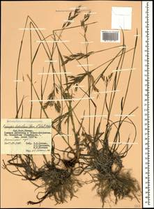 Bromus biebersteinii Roem. & Schult., Caucasus, Dagestan (K2) (Russia)