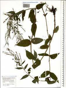 Epilobium anatolicum subsp. prionophyllum (Hausskn.) P. H. Raven, Caucasus, Stavropol Krai, Karachay-Cherkessia & Kabardino-Balkaria (K1b) (Russia)
