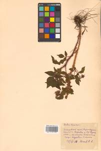 Rubus idaeus subsp. melanolasius Focke, Siberia, Russian Far East (S6) (Russia)