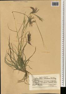 Bothriochloa ischaemum (L.) Keng, South Asia, South Asia (Asia outside ex-Soviet states and Mongolia) (ASIA) (Afghanistan)