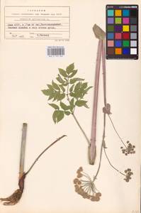 Angelica sylvestris L., Eastern Europe, Northern region (E1) (Russia)