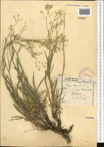 Lepidium longifolium (Boiss.) Al-Shehbaz, Middle Asia, Pamir & Pamiro-Alai (M2) (Uzbekistan)