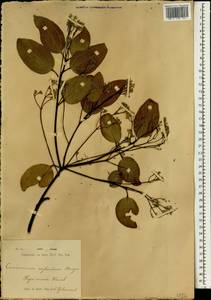 Cinnamomum verum J. S. Presl, South Asia, South Asia (Asia outside ex-Soviet states and Mongolia) (ASIA) (Indonesia)