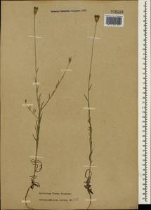 Xeranthemum cylindraceum Sm., Crimea (KRYM) (Russia)