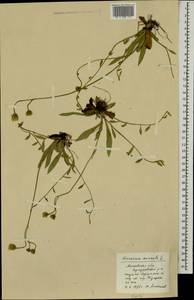 Pilosella lactucella subsp. lactucella, Eastern Europe, Moscow region (E4a) (Russia)