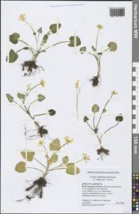 Ficaria calthifolia Rchb., Eastern Europe, Lower Volga region (E9) (Russia)