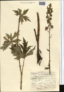 Aconitum leucostomum Vorosch., Middle Asia, Northern & Central Tian Shan (M4) (Kazakhstan)