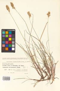 Anthoxanthum monticola (Bigelow) Veldkamp, Siberia, Chukotka & Kamchatka (S7) (Russia)