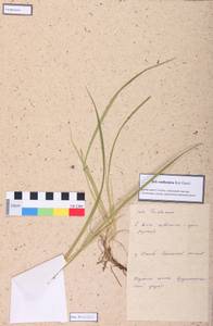 Iris ruthenica Ker Gawl., Siberia, Central Siberia (S3) (Russia)