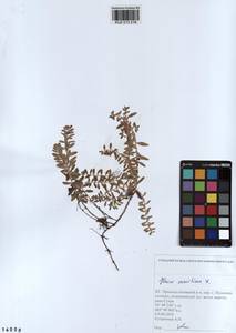 Lysimachia maritima (L.) Galasso, Banfi & Soldano, Siberia, Altai & Sayany Mountains (S2) (Russia)