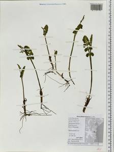 Botrychium lunaria (L.) Sw., Siberia, Chukotka & Kamchatka (S7) (Russia)