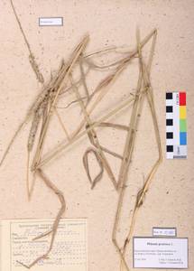 Phleum pratense L., Siberia, Altai & Sayany Mountains (S2) (Russia)
