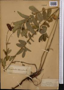 Sanguisorba officinalis L., Middle Asia, Dzungarian Alatau & Tarbagatai (M5) (Kazakhstan)