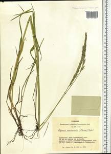 Elymus uralensis (Nevski) Tzvelev, Siberia, Altai & Sayany Mountains (S2) (Russia)