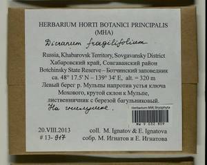 Dicranum fragilifolium Lindb., Bryophytes, Bryophytes - Russian Far East (excl. Chukotka & Kamchatka) (B20) (Russia)