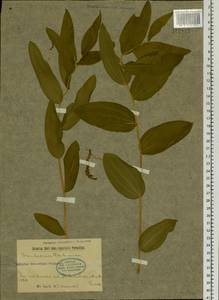 Maianthemum dahuricum (Turcz. ex Fisch. & C.A.Mey.) LaFrankie, Siberia, Baikal & Transbaikal region (S4) (Russia)