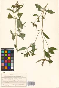 Bidens connata Muhl. ex Willd., Eastern Europe, North Ukrainian region (E11) (Ukraine)