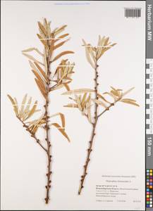 Hippophae rhamnoides L., Siberia, Western Siberia (S1) (Russia)