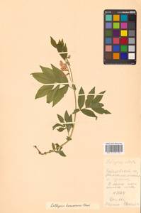 Lathyrus komarovii Ohwi, Siberia, Russian Far East (S6) (Russia)