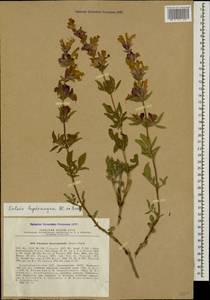 Salvia hydrangea DC. ex Benth., Caucasus, Azerbaijan (K6) (Azerbaijan)