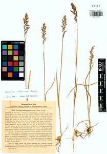 Trisetum altaicum Roshev., Siberia, Altai & Sayany Mountains (S2) (Russia)