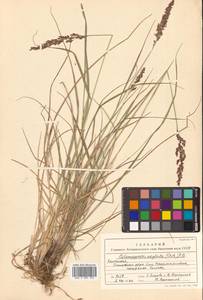 Achnatherum calamagrostis (L.) P.Beauv., Siberia, Chukotka & Kamchatka (S7) (Russia)