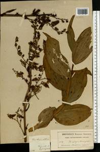 Veratrum lobelianum Bernh., Eastern Europe, Moscow region (E4a) (Russia)