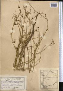 Chondrilla brevirostris Fisch. & C. A. Mey., Middle Asia, Caspian Ustyurt & Northern Aralia (M8) (Kazakhstan)