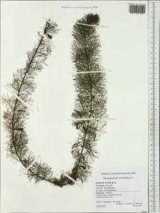 Myriophyllum verticillatum L., Western Europe (EUR) (Germany)