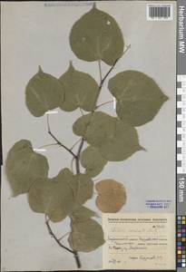 Tilia cordata Mill., Eastern Europe, Eastern region (E10) (Russia)