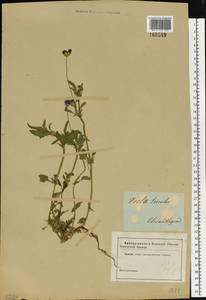 Viola tricolor L., Eastern Europe, South Ukrainian region (E12) (Ukraine)