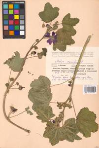 Malva sylvestris var. mauritiana (L.) Boiss., Eastern Europe, Moscow region (E4a) (Russia)