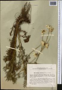 Tanacetum alatavicum Herder, Middle Asia, Dzungarian Alatau & Tarbagatai (M5) (Kazakhstan)