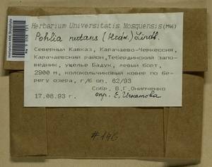 Pohlia nutans (Hedw.) Lindb., Bryophytes, Bryophytes - North Caucasus & Ciscaucasia (B12) (Russia)