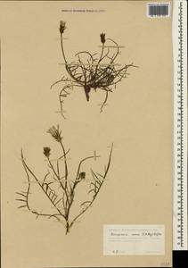 Scorzonera cana (C. A. Mey.) O. Hoffm., Crimea (KRYM) (Russia)