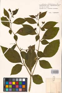 MHA 0 158 573, Atropa belladonna L., Eastern Europe, West Ukrainian region (E13) (Ukraine)