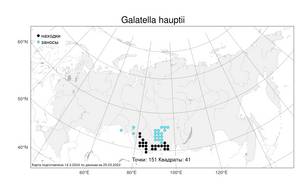 Galatella hauptii (Ledeb.) Lindl. ex DC., Atlas of the Russian Flora (FLORUS) (Russia)