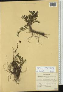 Tripleurospermum ambiguum (Ledeb.) Franch. & Sav., Siberia, Altai & Sayany Mountains (S2) (Russia)