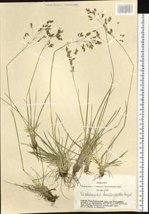 Deschampsia koelerioides Regel, Siberia, Altai & Sayany Mountains (S2) (Russia)