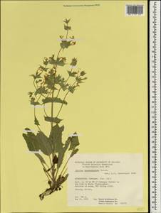 Salvia macrosiphon Boiss., South Asia, South Asia (Asia outside ex-Soviet states and Mongolia) (ASIA) (Afghanistan)