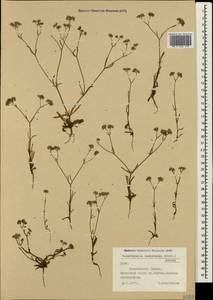 Valerianella lasiocarpa (Stev.) Betcke, Crimea (KRYM) (Russia)